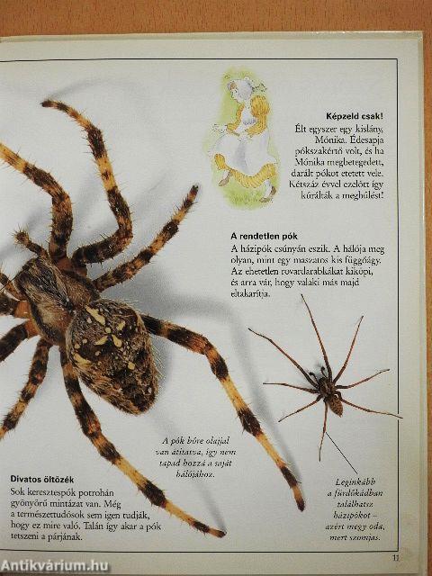 Csudálatos pókok
