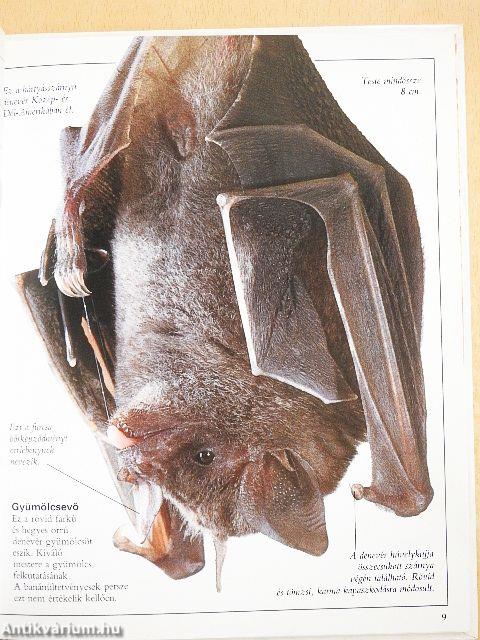 Csudálatos denevérek