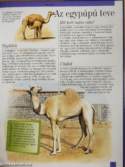 Az afrikai sivatagok és Madagaszkár állatvilága