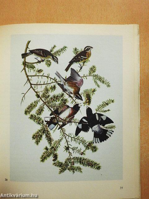 Virágok, madarak...