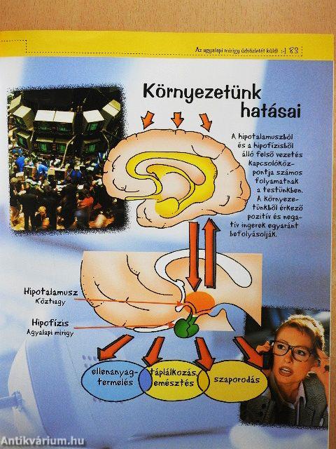 Élő adás a testemből