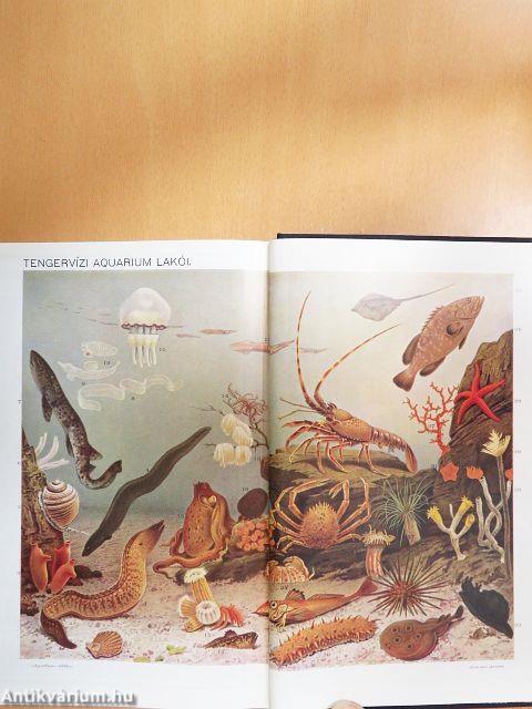 Révai nagy lexikona 1-21./Magyarország a XX. században I-II.