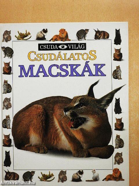 Csudálatos macskák