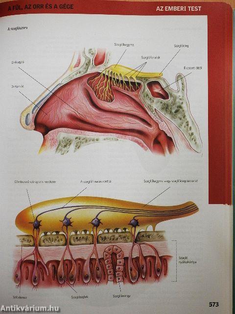 Új nagy egészségkönyv