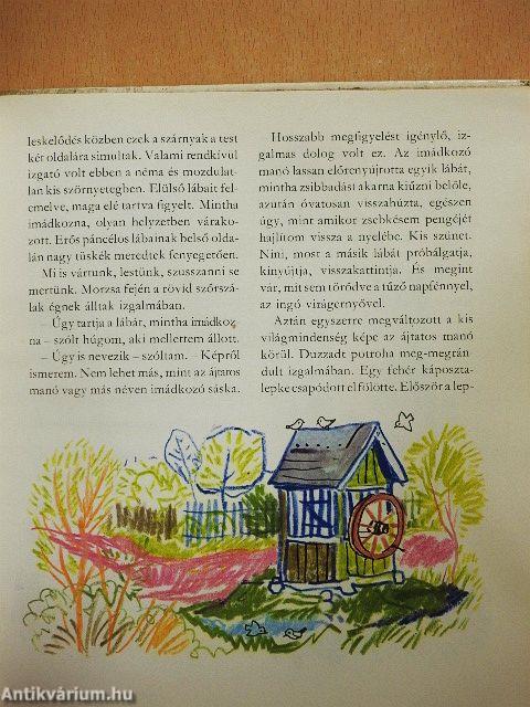 Pajtások a házban és a ház körül