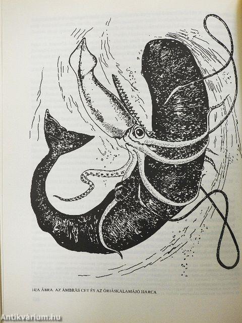 A tenger legendáriuma