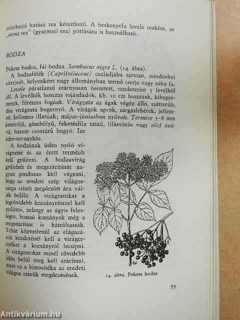 Gyógyító növények