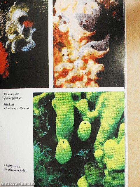 A közeli tengerek élővilága