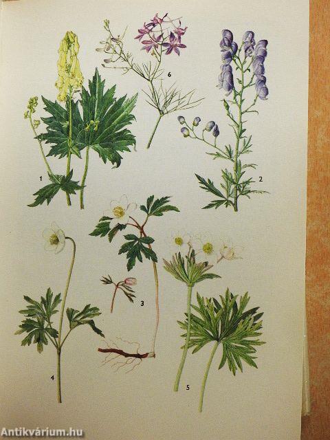 A természet képekben