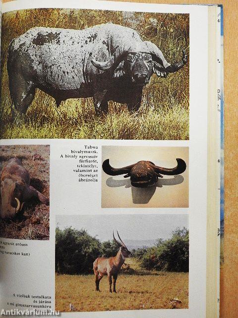 Húsz év Afrika szívében