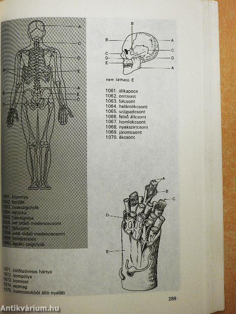 Biológiai feladatok középiskolások számára