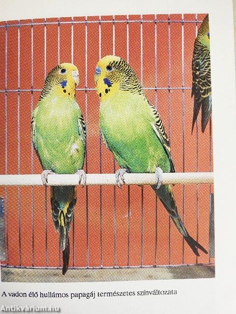 A hullámos papagáj