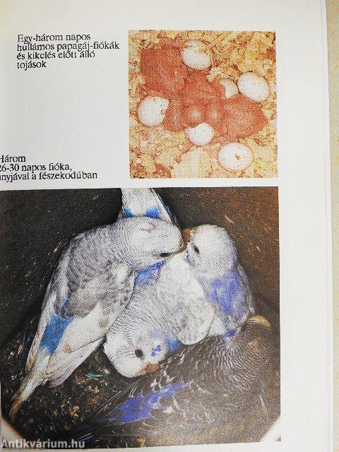 A hullámos papagáj