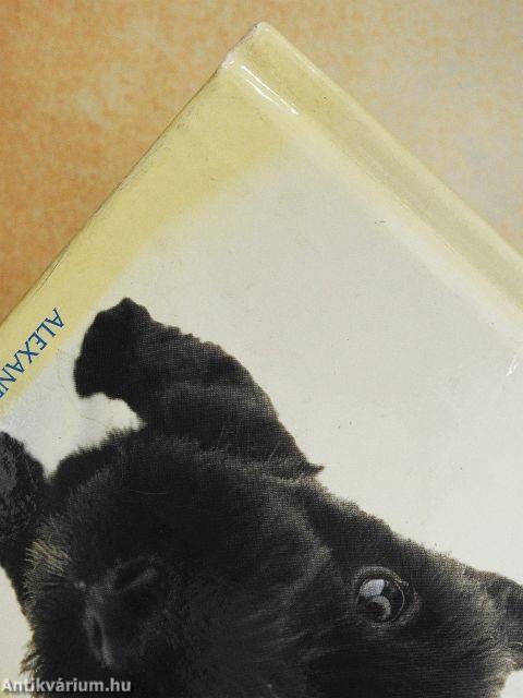 Szeretetreméltó kutyák