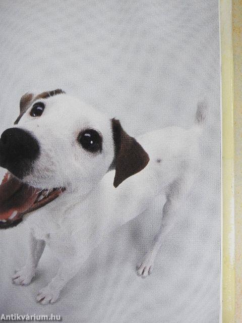 Szeretetreméltó kutyák