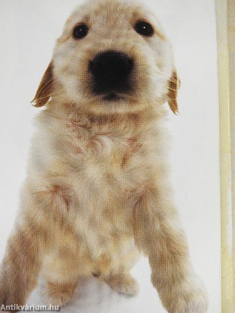 Szeretetreméltó kutyák