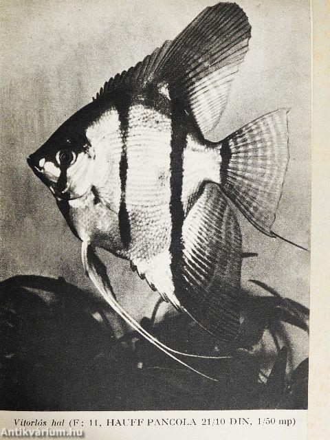 A fényképezés ábécéje