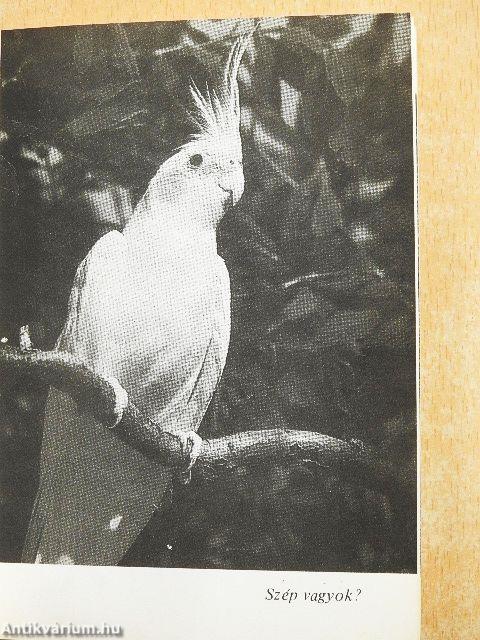 Nimfapapagájok - kanárik