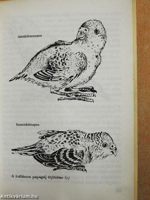 A hullámos papagáj