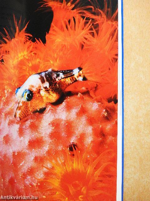 Délkelet-Ázsia legszebb merülőhelyei