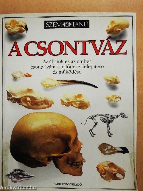 A csontváz