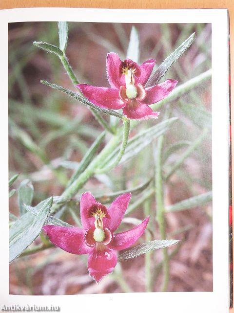 Texas Wildflowers