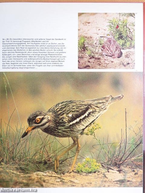 Die Ungarische Puszta