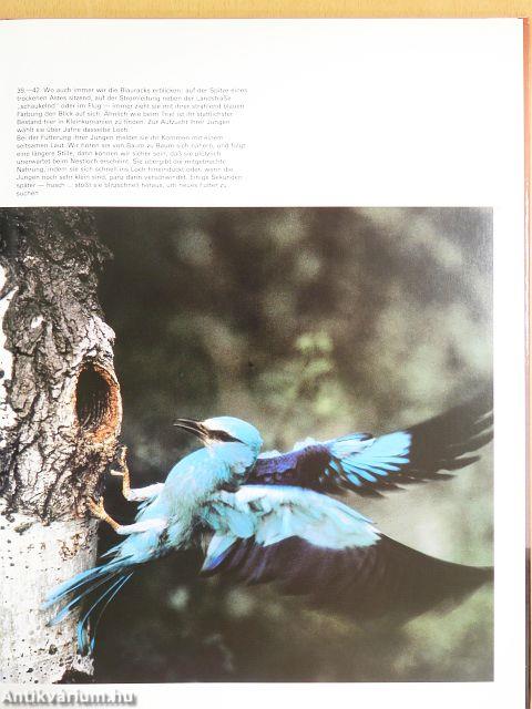 Die Ungarische Puszta