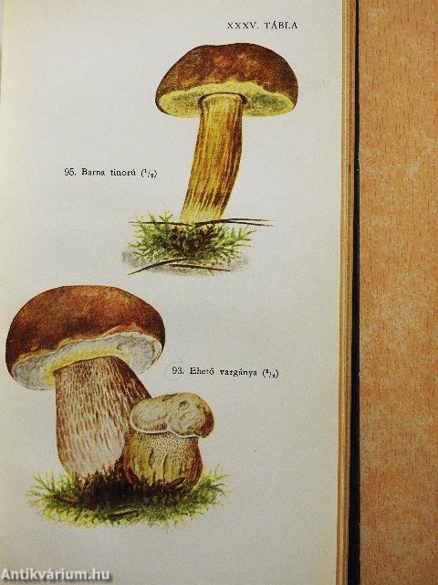 Ehető és mérges gombáink