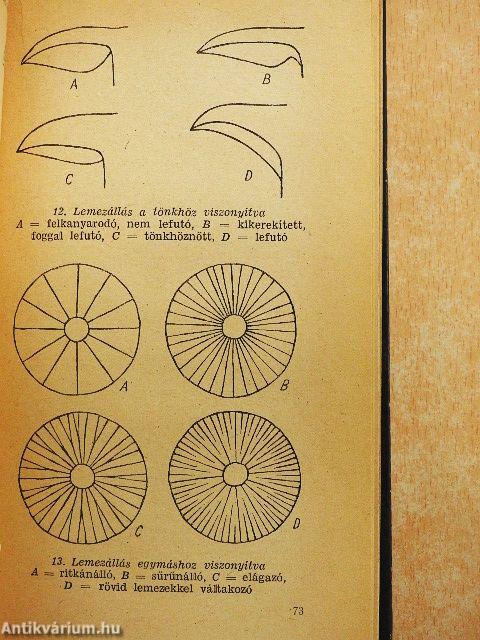 Ehető és mérges gombáink
