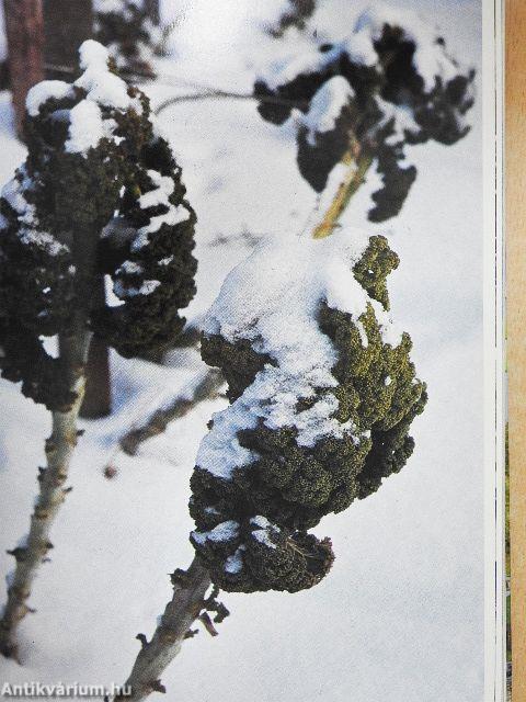 Házikerti kézikönyv