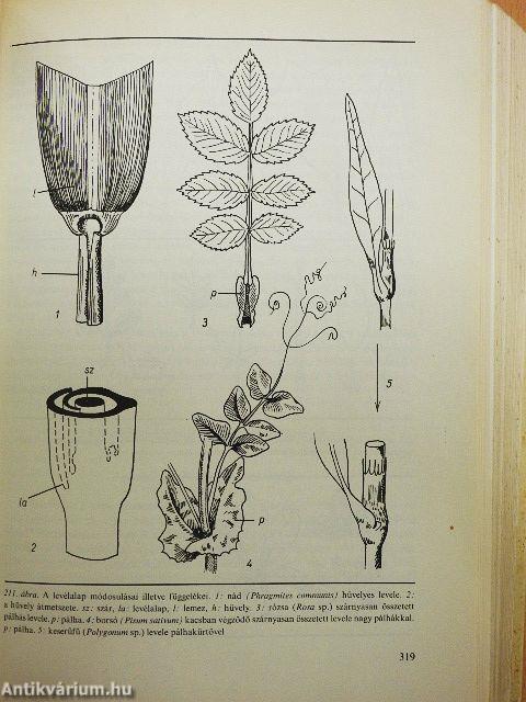 Növényszervezettan és növényélettan