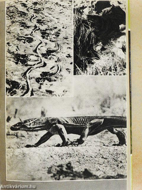 Akik túlélték a vízözönt