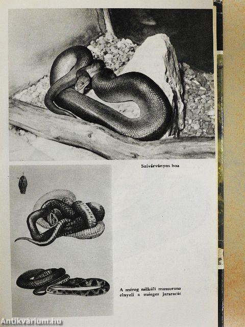 Pálmakunyhó az őserdőben