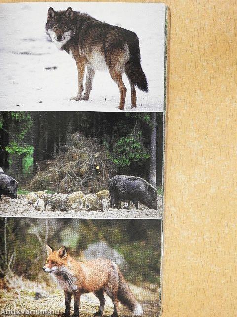 Állatok és növények az erdőben