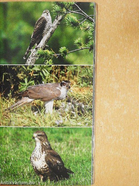 Állatok és növények az erdőben