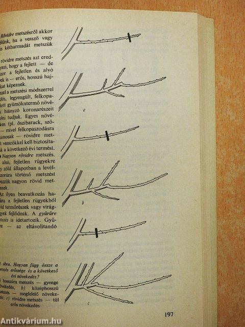 Gyümölcstermesztés házi- és háztáji kertekben