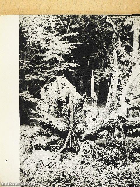 Das Gebiet der Woiwodschaft Bydgoszcz vor Tausend Jahren