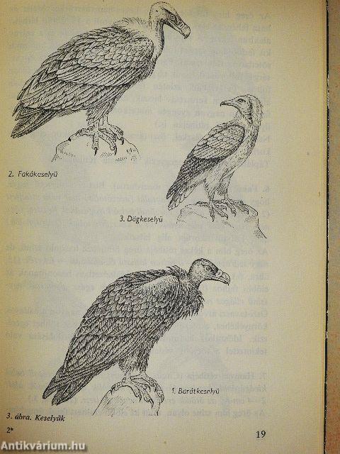 Hazai ragadozó madaraink