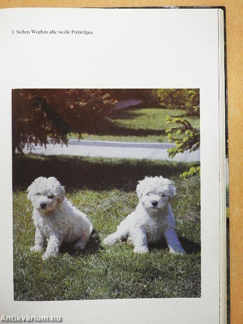 Ungarische Hunderassen