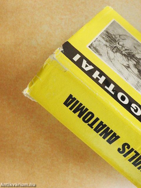 Functionalis anatomia 2.