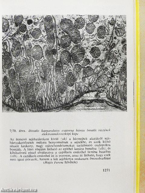 Functionalis anatomia 2.