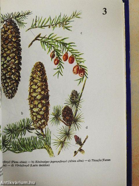 Erdő-mező növényei