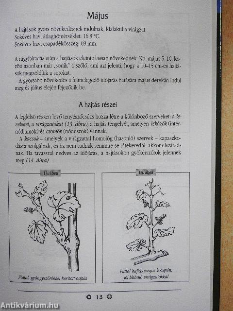 Tavasztól tavaszig a szőlőben