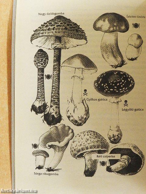 A 100 legjobb gombás étel