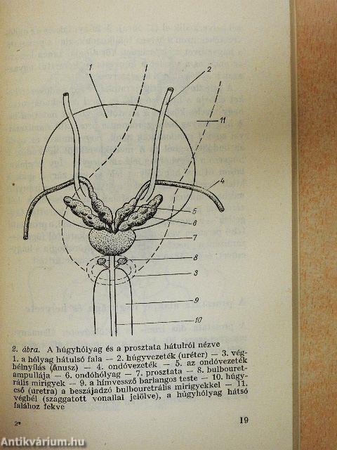 Tanácsok prosztatabetegeknek