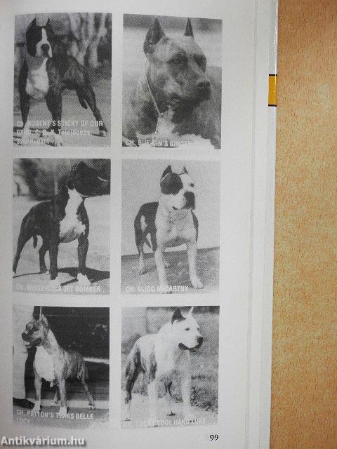 Az amerikai staffordshire terrier