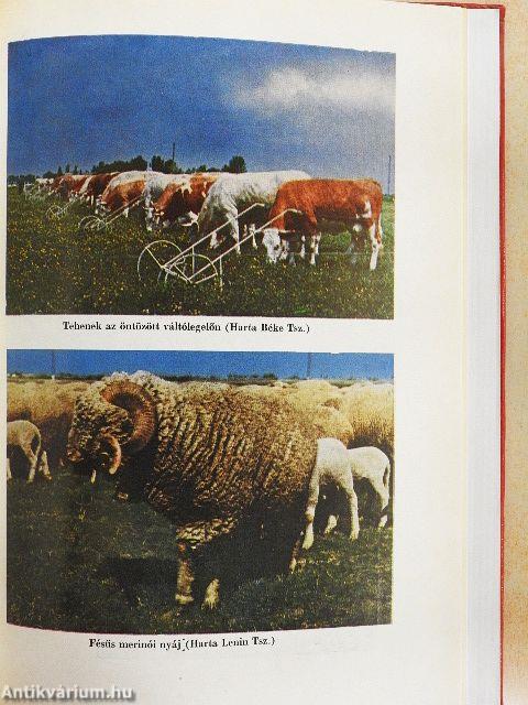 Bács-Kiskun megye élelmiszergazdaságának 25 éve