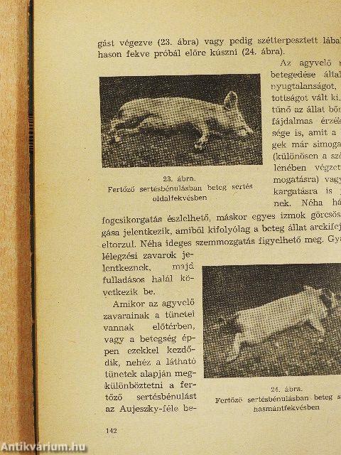 Gyakoribb sertésbetegségek/Sertéshigiéne