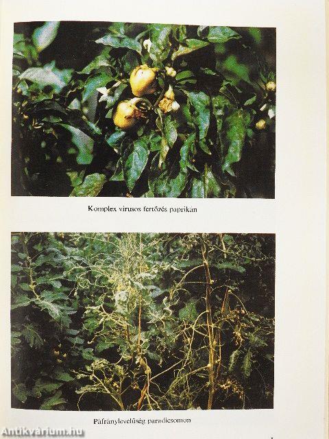 Üveg és fólia alatt hajtatott zöldségfélék növényvédelme